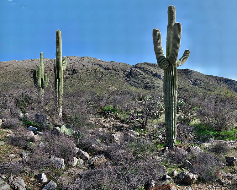 Saguaro skeleton, Saguaro National Park, Arizona, March 19, 2010